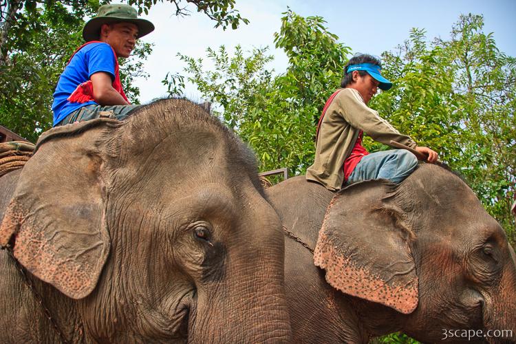 Elephant riding tour guides