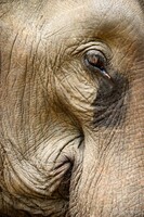 Our elephant looked sad...
