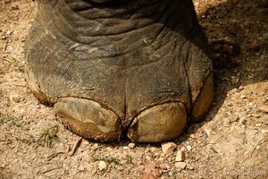 Elephant toes