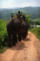 Good bye elephants!