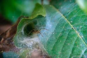 Spider