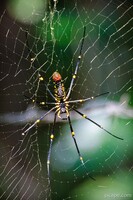 This spider was about as big as my hand, and the web was more than 6 feet around. Really!!
