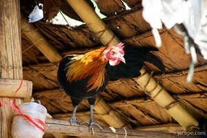 Next: Rooster