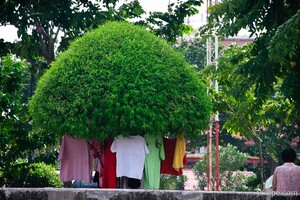 Mushroom tree