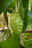 Noni plant