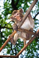 Young Macaque monkey