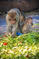 Monkeys having a feast