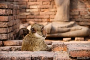 Monkey waiting for a drink at the bar