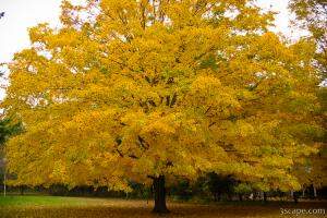 Fall colored tree