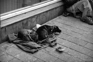 Dogs begging for some coin