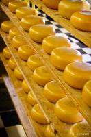 Dutch cheese on racks