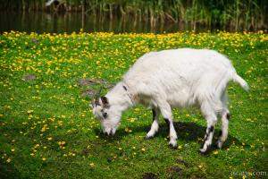 Goat