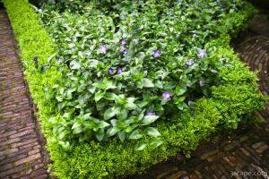 Plants in the courtyard