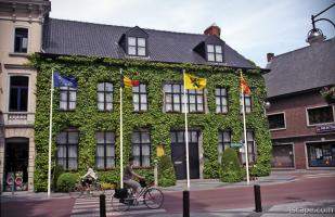 Ivy lined building