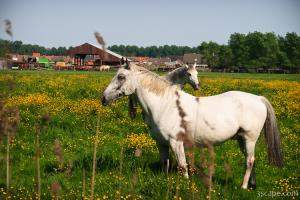Horses on the outskirts of Brugge