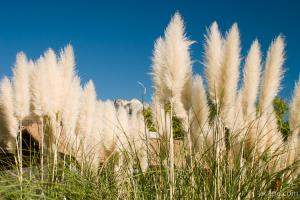 Pompas (pampas) grass