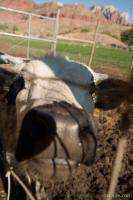 Cow!