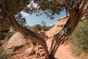 Split Juniper tree on the trail