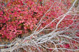 Previous: Red maple leaves