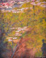 Previous: Reflections of Zion