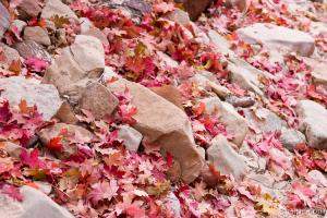 Sandy wash and red leaves