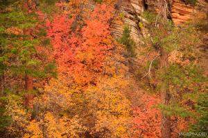 Zion's fall splendor