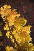 Backlit tree