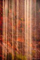 Colors through the Weeping Rock