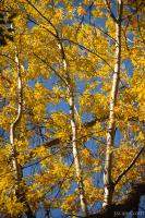 Aspen in the fall
