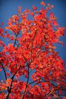 Maple in the fall
