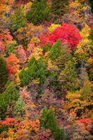 Zion's fall colors