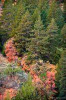 Zion's fall colors