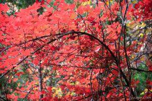 Maple in the fall