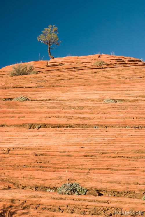 The lone tree