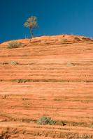 Next: The lone tree