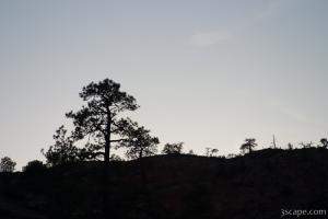 Next: Tree silhouette