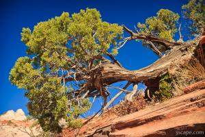 Juniper Tree