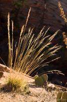 Previous: Desert grasses