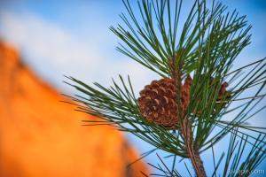 Pine cones
