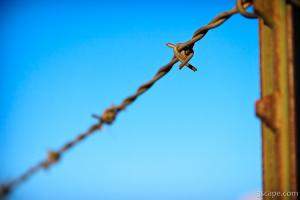 Barbed wire fence