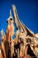 Dried out wood
