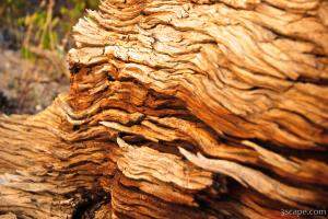 Dried out wood