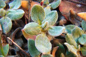 Macro of desert plant