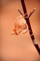 One last leaf