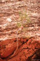 Tree clinging to the rock