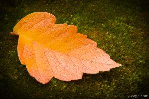 Macro of leaf on moss
