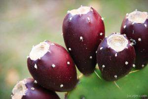 Cactus fruit