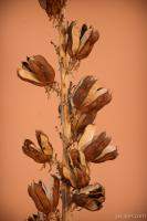 Desert plants