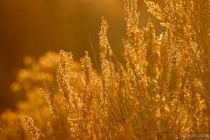 Backlit desert plants