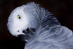 African Gray Parrot